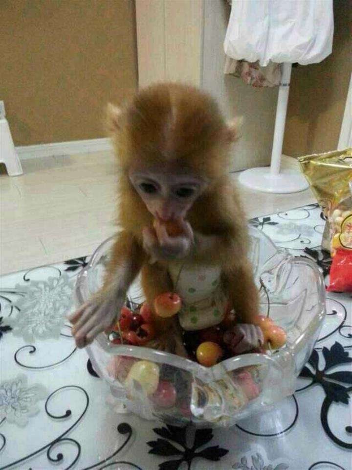 买假加利福尼亚州出生证明